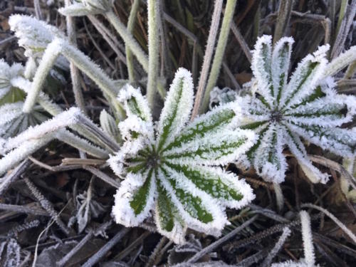 winter frost 2018
