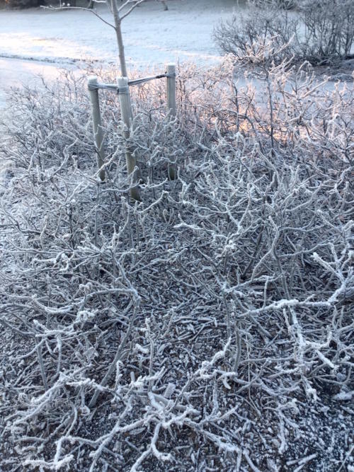 winter frost 2018