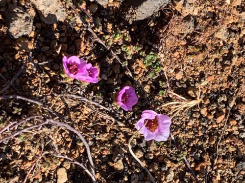 Engjahveir 2019 @YukaOgura