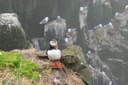 Latrabjarg puffins