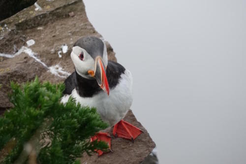 Latrabjarg puffins