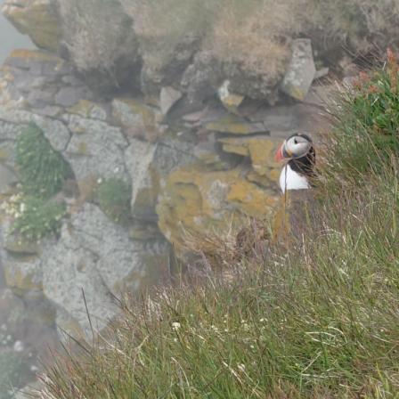 Latrabjarg puffins
