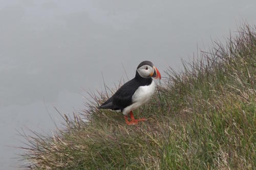 Latrabjarg puffins