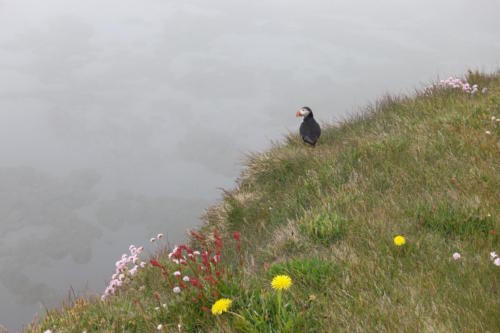 Latrabjarg puffins
