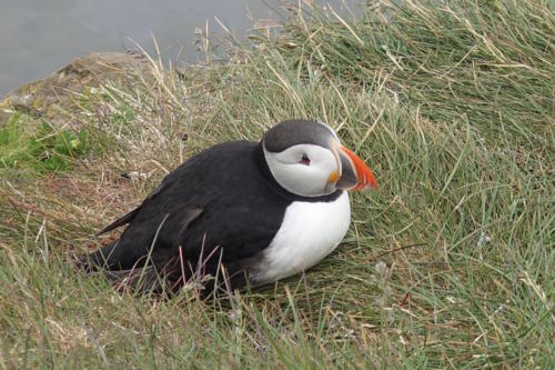 Latrabjarg puffins