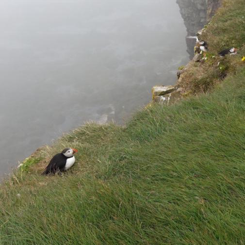 Latrabjarg puffins