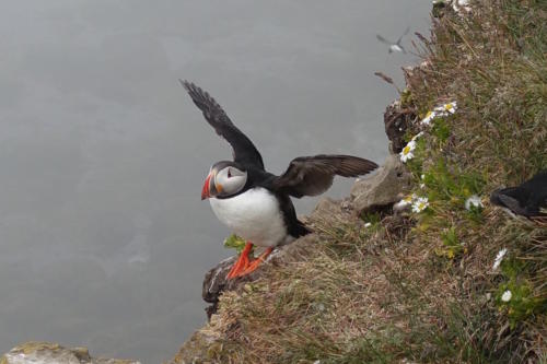 Latrabjarg puffins