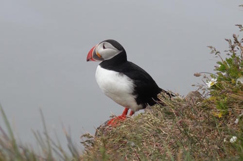 Latrabjarg puffins