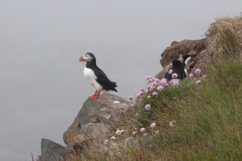Latrabjarg puffins