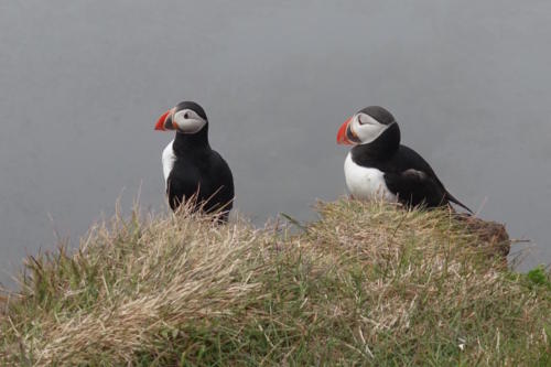 Latrabjarg puffins